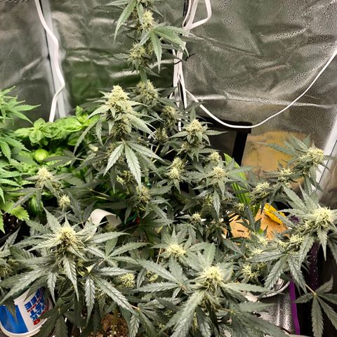 Critical Auto growlog timeline photo