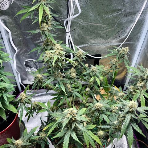 Critical Auto growlog timeline photo