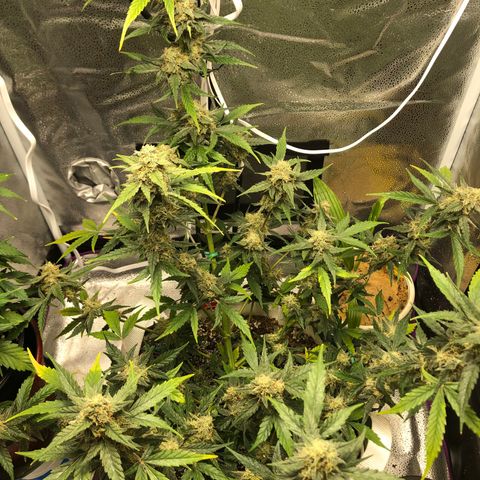 Critical Auto growlog timeline photo