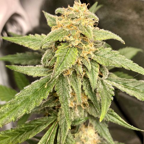 Critical Auto growlog timeline photo