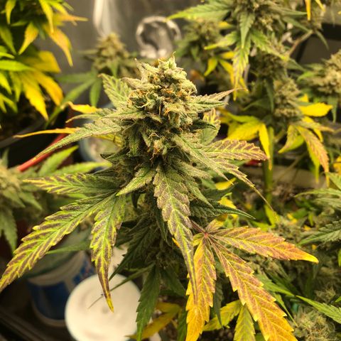 Critical Auto growlog timeline photo