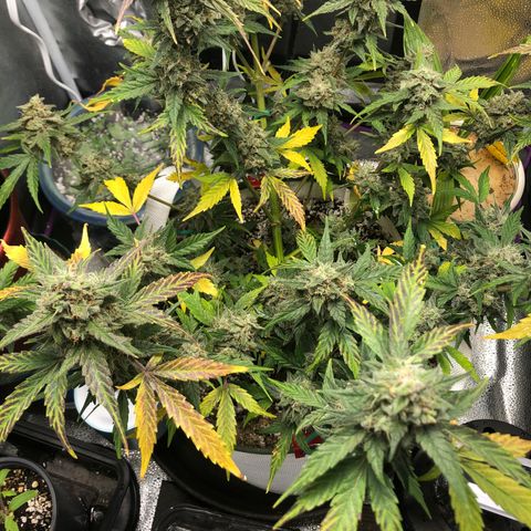 Critical Auto growlog timeline photo