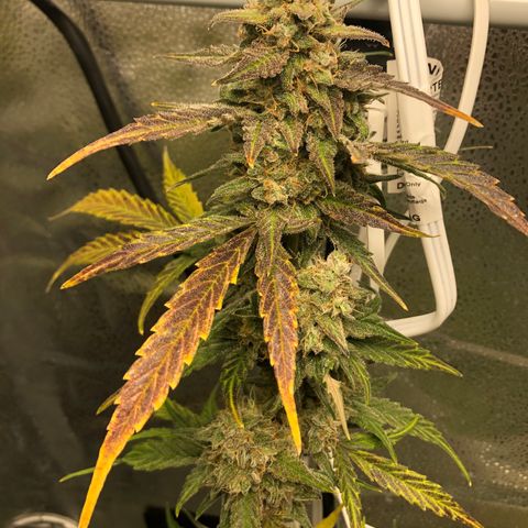 Critical Auto growlog timeline photo