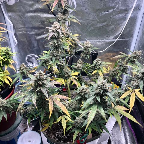 Critical Auto growlog timeline photo