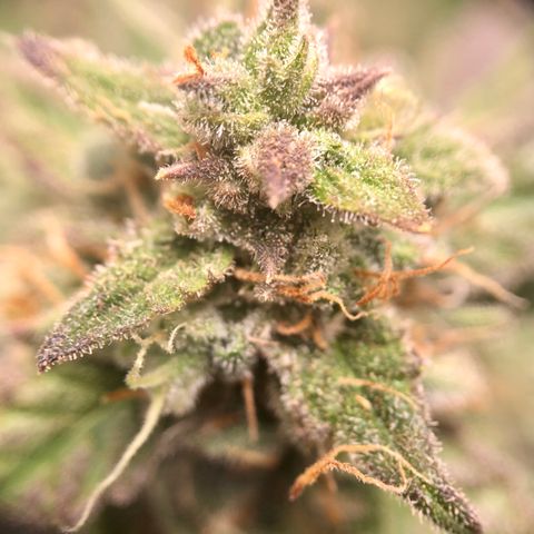 Critical Auto growlog timeline photo