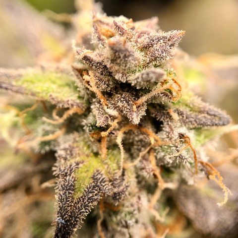 Critical Auto growlog timeline photo