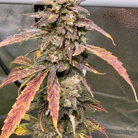 Critical Auto growlog timeline photo