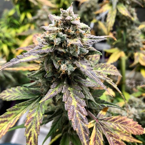 Critical Auto growlog timeline photo