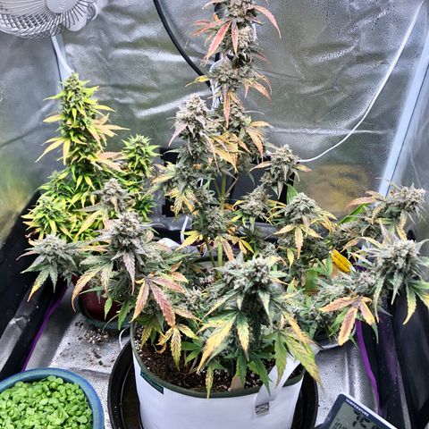 Critical Auto growlog timeline photo