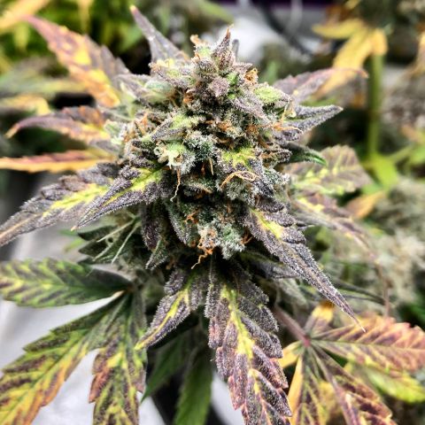 Critical Auto growlog timeline photo