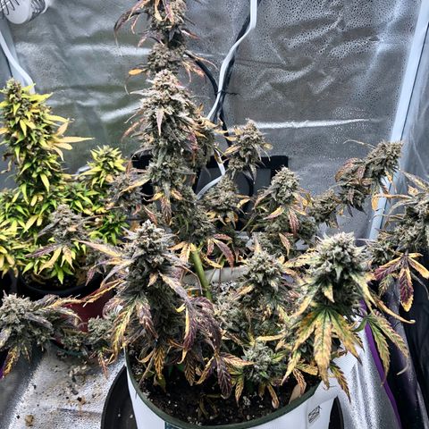 Critical Auto growlog timeline photo