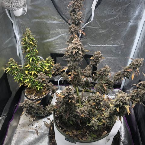 Critical Auto growlog timeline photo