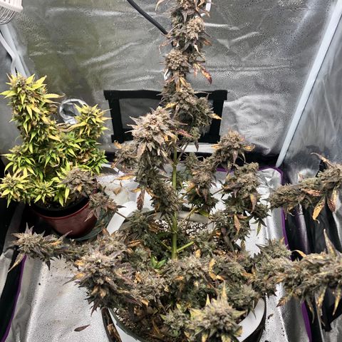 Critical Auto growlog timeline photo