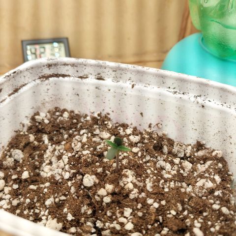 Juana growlog photo: Dia 4