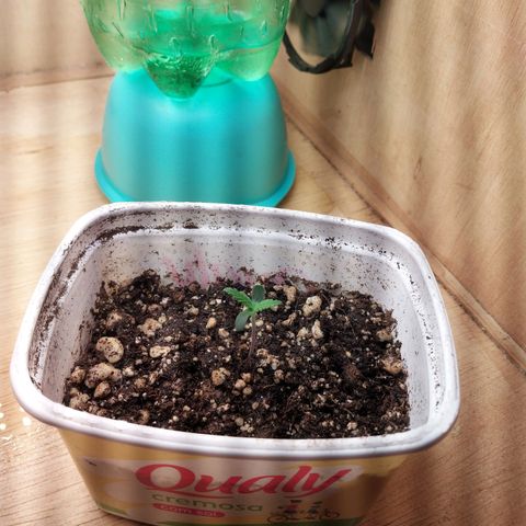 Juana growlog photo: Dia 5