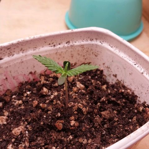 Juana growlog photo: Dia 7