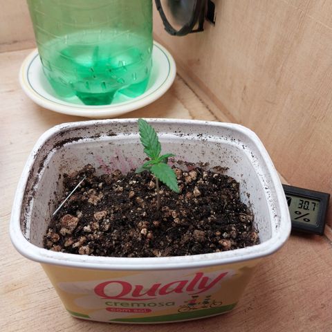 Juana growlog photo: Dia 8