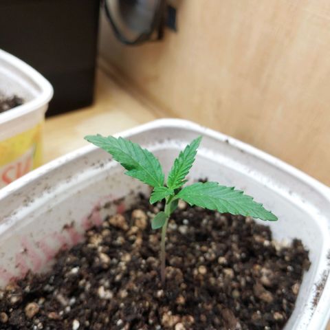 Juana growlog photo: Dia 9