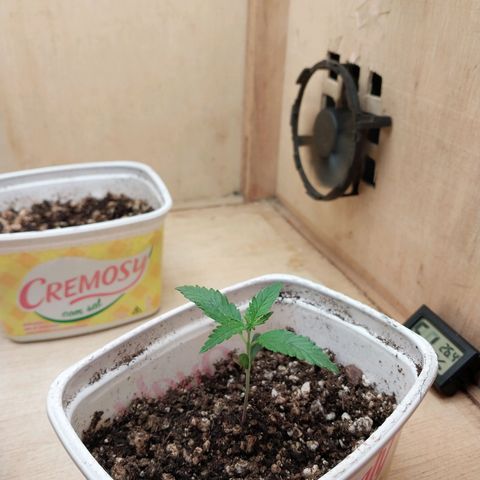 Juana growlog photo: Dia 10