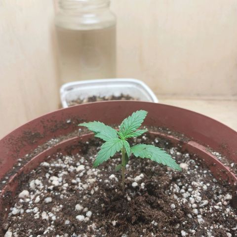 Juana growlog photo: Dia 11