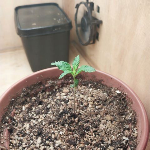 Mari growlog timeline photo