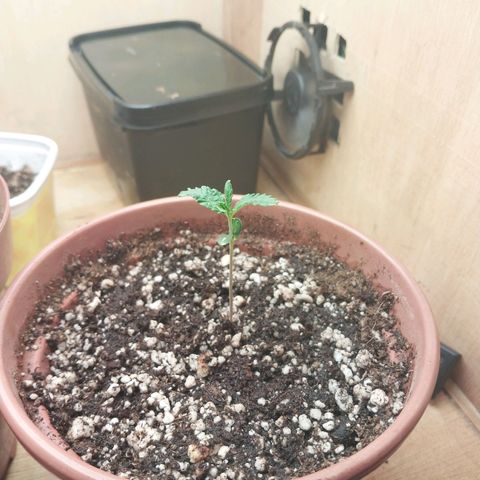Mari growlog timeline photo