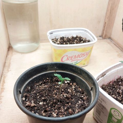 Mari growlog timeline photo