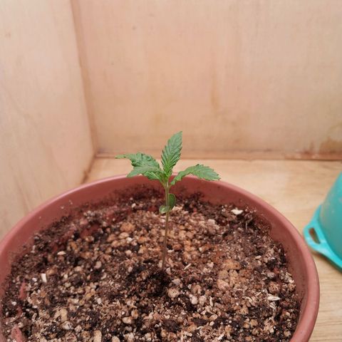 Mari growlog timeline photo