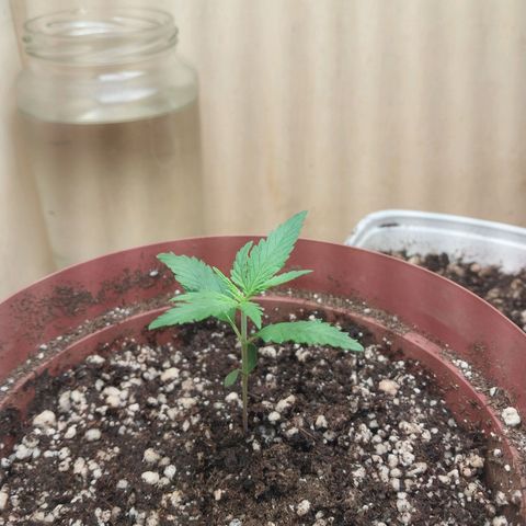 Juana growlog timeline photo