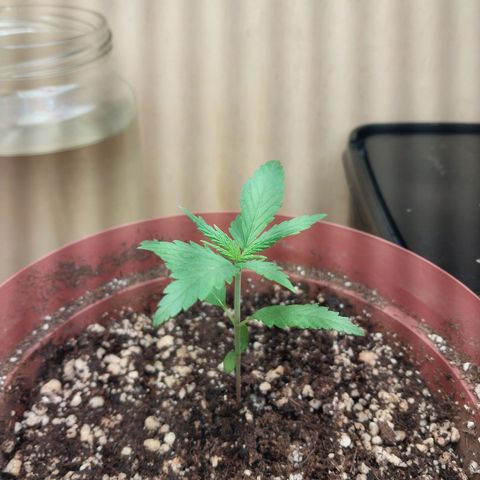 Juana growlog timeline photo