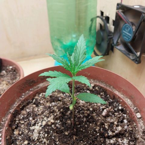 Juana growlog timeline photo