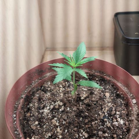 Juana growlog timeline photo