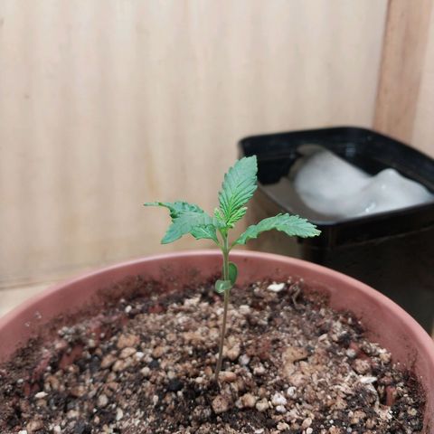 Mari growlog timeline photo