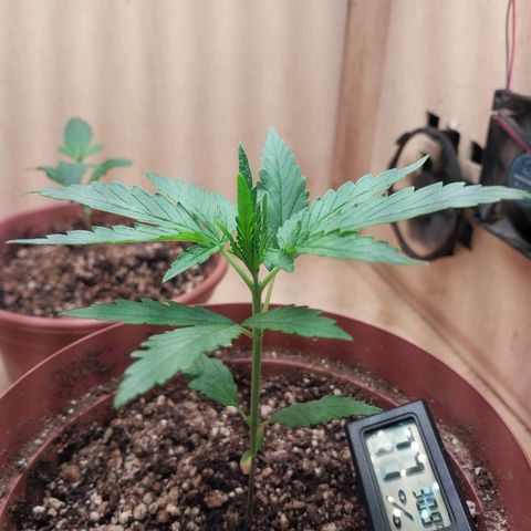 Juana growlog timeline photo