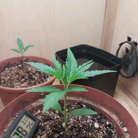 Juana growlog timeline photo