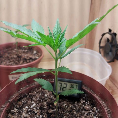 Juana growlog timeline photo