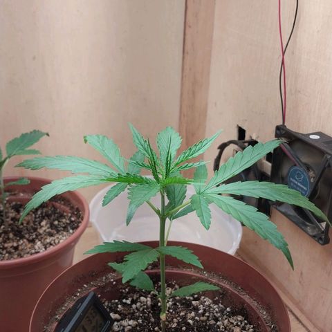 Juana growlog timeline photo