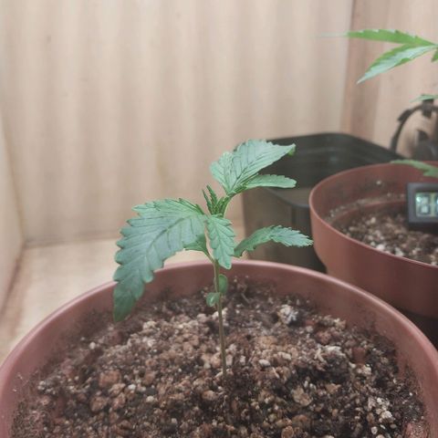 Mari growlog timeline photo