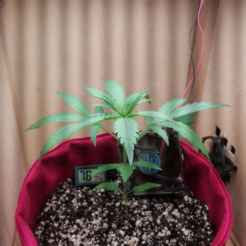 Juana growlog timeline photo