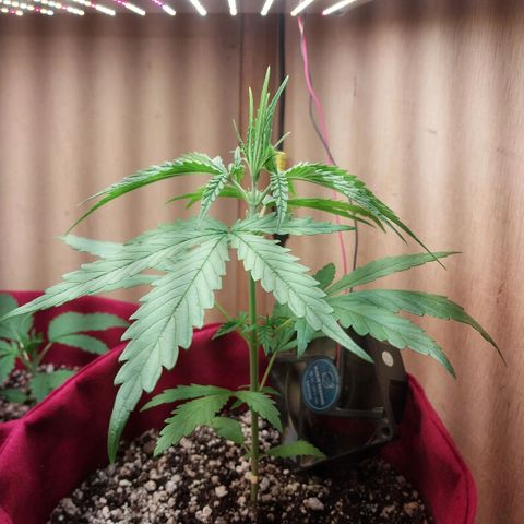 Juana growlog timeline photo