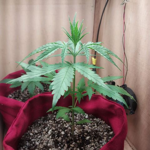 Juana growlog timeline photo