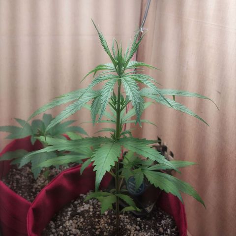 Juana growlog photo: lindíssima <3