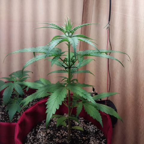 Juana growlog timeline photo