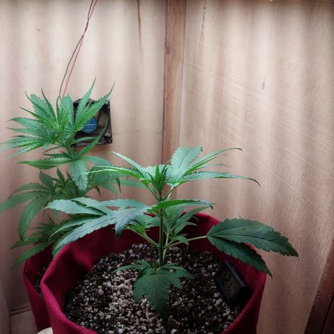 Mari growlog timeline photo