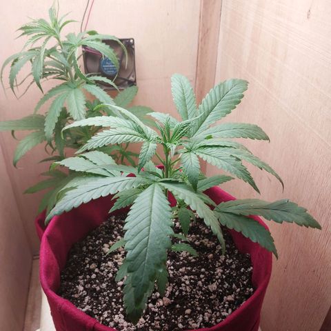 Mari growlog timeline photo