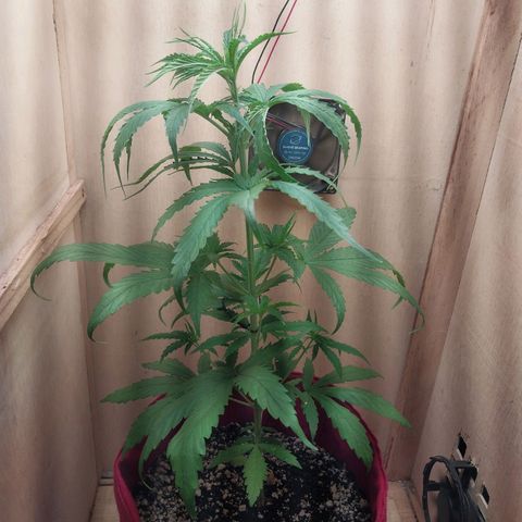 Juana growlog timeline photo