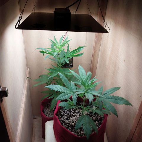 Juana growlog timeline photo