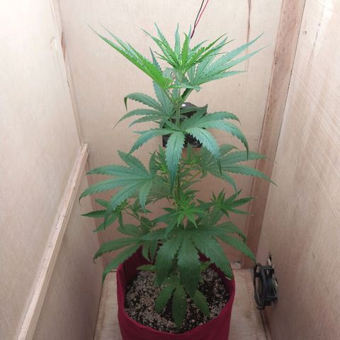 Juana growlog timeline photo
