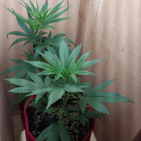 Mari growlog timeline photo