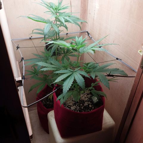 Juana growlog timeline photo